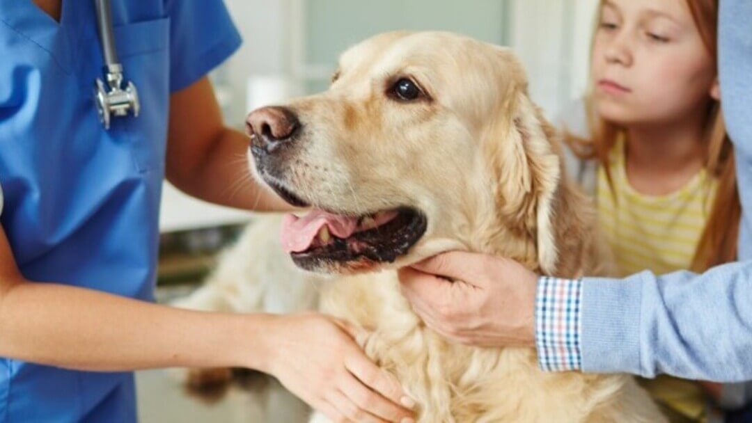 What Should I Do If My Dog Keeps Throwing Up